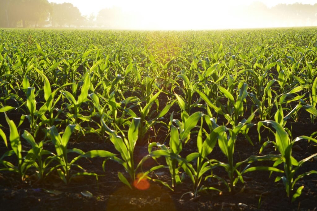 Lush cornfield illuminated by the golden morning sun, showcasing growth and vitality.